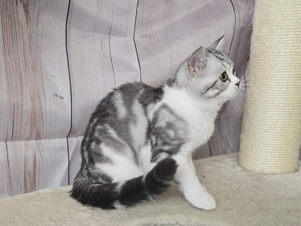 Scottish straight lyhytkarvainen poika Туусула - изображение 2