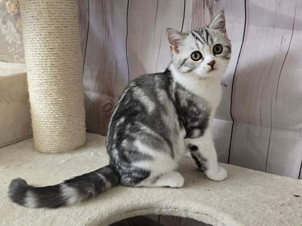 Scottish straight lyhytkarvainen poika Туусула - изображение 4