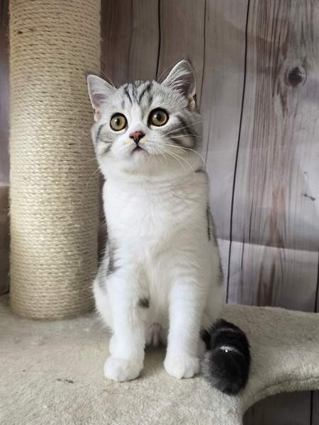 Scottish straight lyhytkarvainen poika Туусула - изображение 1