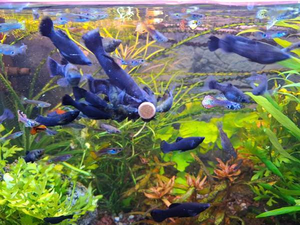 Mustamolli Tampere - photo 1