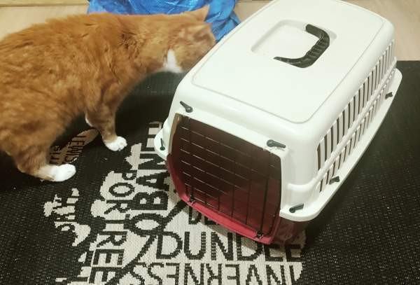 Kissan Kuljetuslaatikko Tampere – foto 1