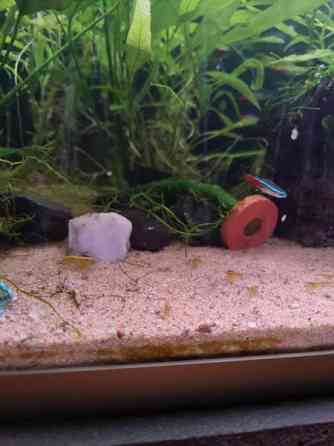 Keltaisia sukarapuja Tampere