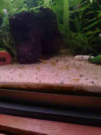 Keltaisia sukarapuja Tampere