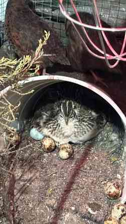 Viiriäisten siitosmunat Harjavalta