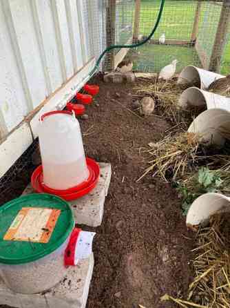 Viiriäisten siitosmunat Harjavalta