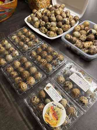 Viiriäisten siitosmunat Harjavalta