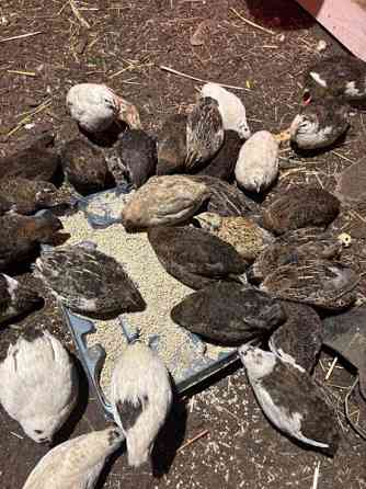 Viiriäisten siitosmunat Harjavalta