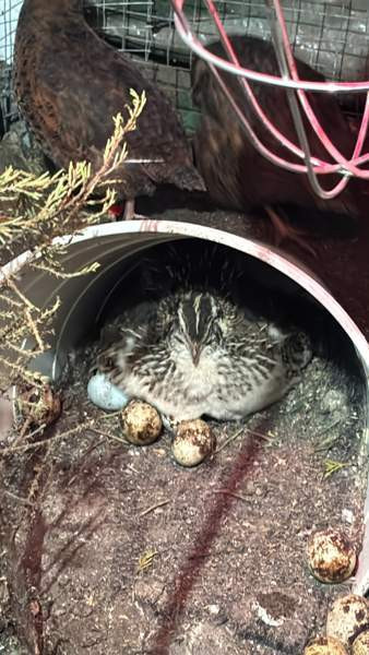 Viiriäisten siitosmunat Harjavalta - photo 6