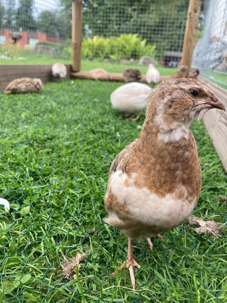 Viiriäisten siitosmunat Harjavalta - photo 1