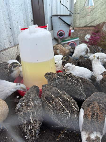 Viiriäisten siitosmunat Harjavalta - photo 7