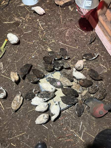 Viiriäisten siitosmunat Harjavalta - photo 5