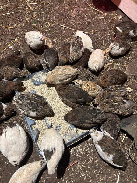 Viiriäisten siitosmunat Harjavalta - photo 4