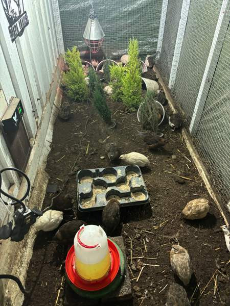 Viiriäisten siitosmunat Harjavalta - photo 8