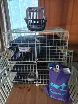 Afrikkalainen kääpiösiili Jyvaeskylae