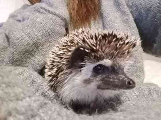 Afrikkalainen kääpiösiili Jyvaeskylae