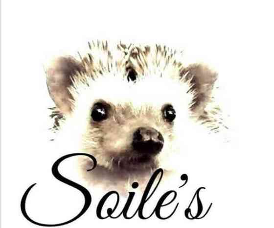 Afrikkalainen kääpiösiili Jyvaeskylae