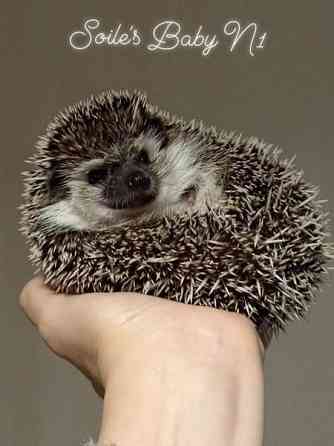 Afrikkalainen kääpiösiili Jyvaeskylae