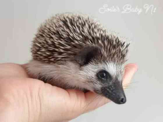 Afrikkalainen kääpiösiili Jyvaeskylae