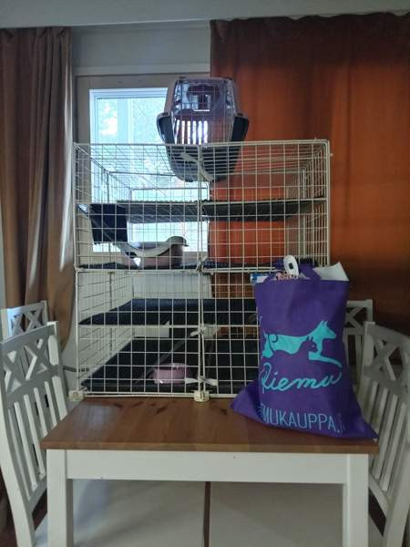 Afrikkalainen kääpiösiili Jyvaeskylae – foto 5