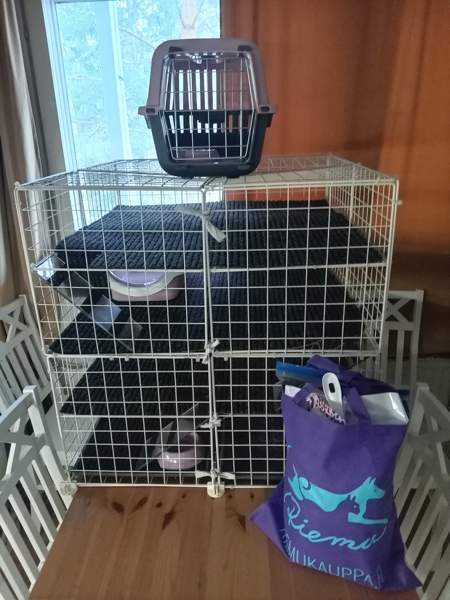 Afrikkalainen kääpiösiili Jyvaeskylae – foto 6