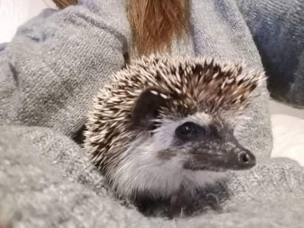 Afrikkalainen kääpiösiili Jyvaeskylae – foto 2