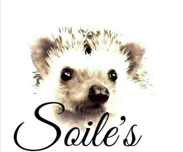 Afrikkalainen kääpiösiili Jyvaeskylae – foto 4