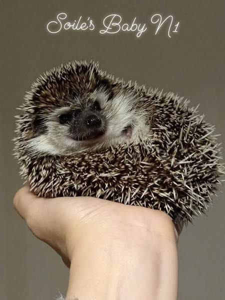 Afrikkalainen kääpiösiili Jyvaeskylae – foto 1