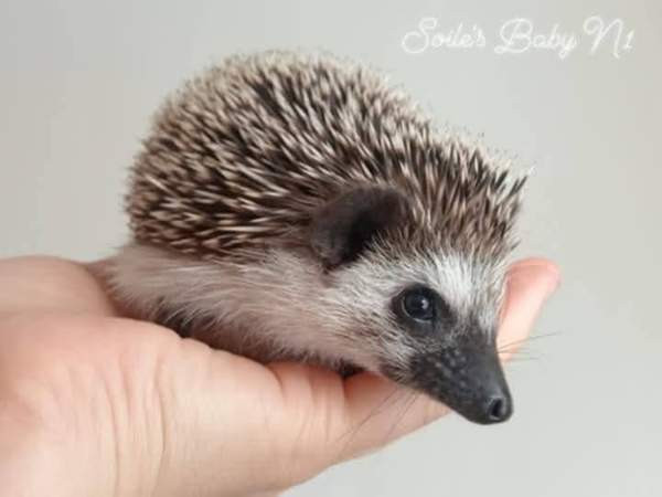 Afrikkalainen kääpiösiili Jyvaeskylae – foto 3