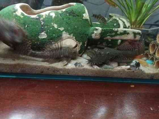 8  kpl Partamonneja Hamina