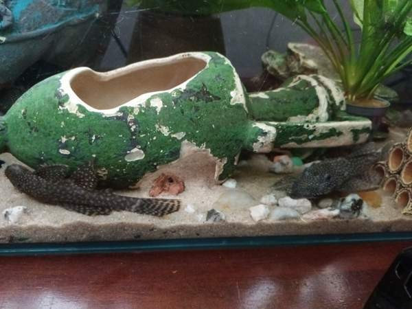 8  kpl Partamonneja Hamina - photo 1