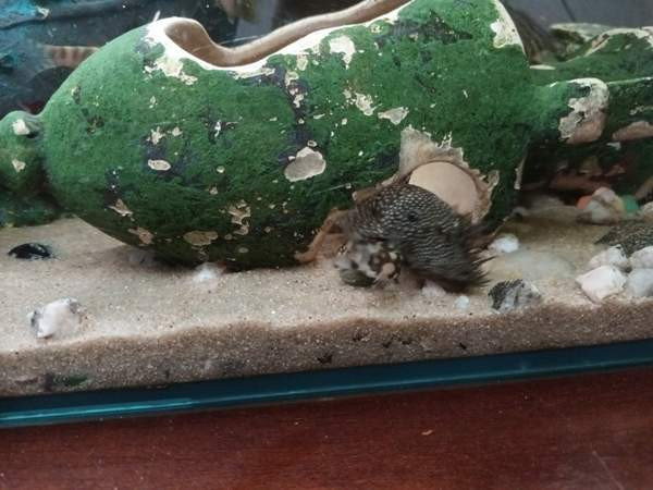 8  kpl Partamonneja Hamina - photo 3