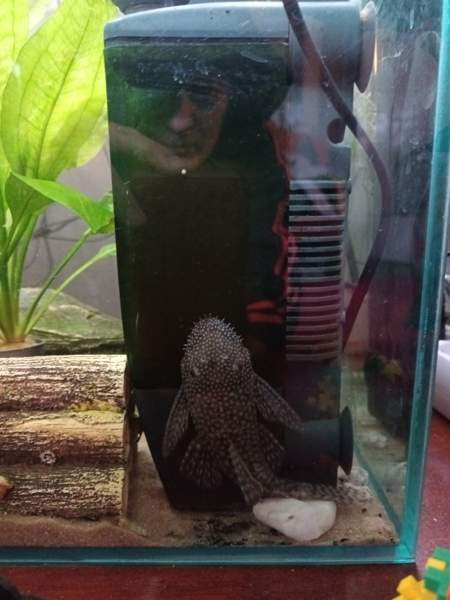 8  kpl Partamonneja Hamina - photo 6