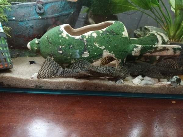 8  kpl Partamonneja Hamina - photo 5