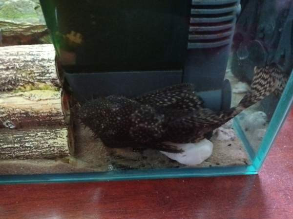 8  kpl Partamonneja Hamina - photo 2