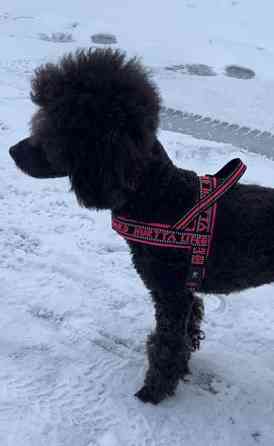 Hurtta lifeguard valjaat 35 Tampere