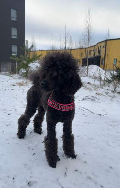 Hurtta lifeguard valjaat 35 Tampere - photo 1