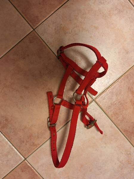 Riimu pony / varsa Вантаа - изображение 1