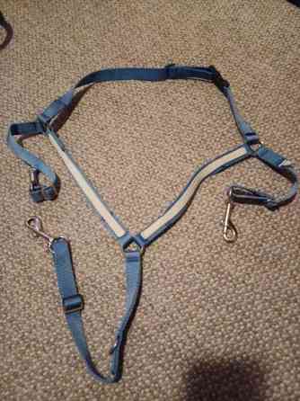 Ristirintaremmi shetlanninponille Lieksa