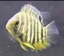 Red shoulder severum poikasia!! Loviisa