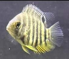 Red shoulder severum poikasia!! Loviisa - photo 1