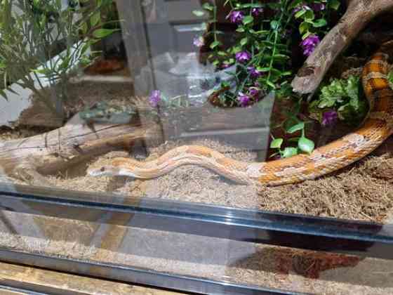 Viljakäärme tarvikkeineen Aura