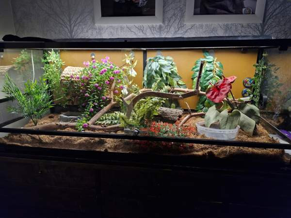 Viljakäärme tarvikkeineen Aura - photo 2