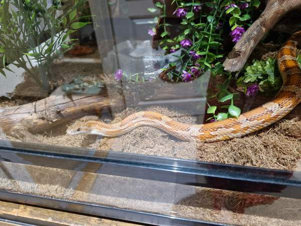 Viljakäärme tarvikkeineen Aura - photo 1