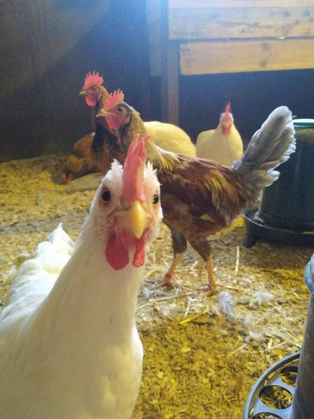 Savitaipaleenkanakannan kukkoja Lemi - изображение 1