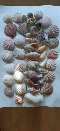 Simpukankuoria 44 kpl, 482 g Tampere