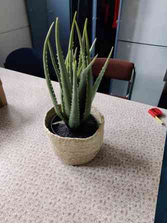 Muovinen kaktus Valkeakoski