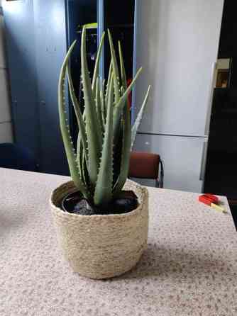 Muovinen kaktus Valkeakoski