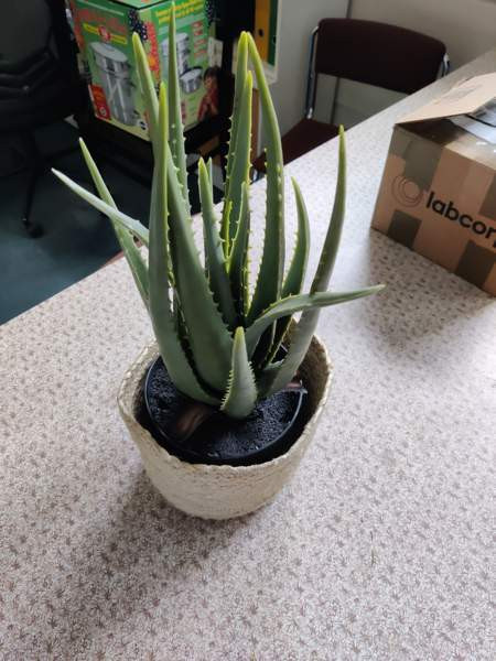 Muovinen kaktus Валкеакоски - изображение 3