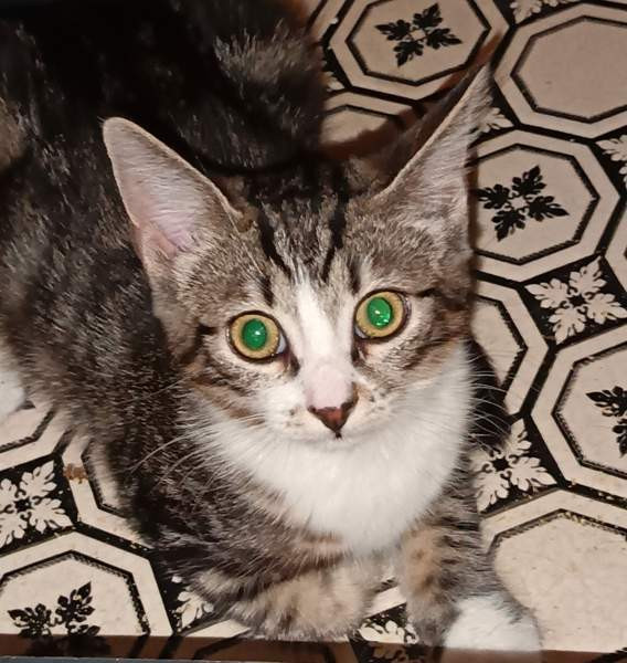 Kissanpennut Suonenjoki - photo 1