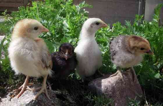 Maatiaiskanoja ja siitosmunia Paimio